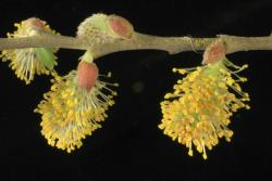 Salix cinerea. Male catkins and inflorescence bud scales.
 Image: D. Glenny © Landcare Research 2020 CC BY 4.0